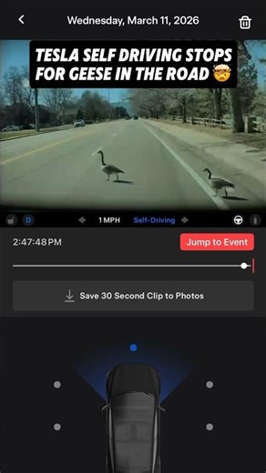 Tesla Full Self Driving STOPPED for Geese Crossing the Road 😳🦆