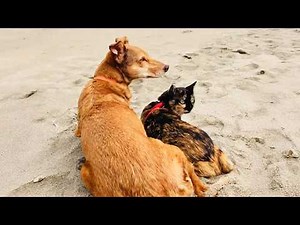 Rescue Dog Becomes Hearing Guide for Deaf Cat