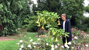 Plant spotlight: Angel's trumpet (Brugmansia)