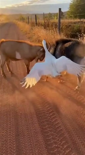 A Goose Rushes In and Stops Two Goats From Fighting — Real Farm Footage