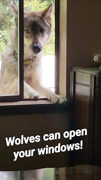 Wolves Can open your Windows! #petwolf #honeythewolf #wolf #wolfdog