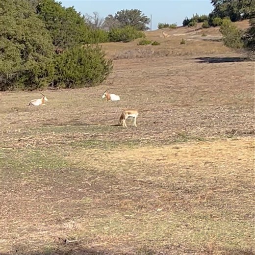 61K views · 2.1K reactions | Blackbuck calf zoomies! What do you call it when an antelope jumps in the air with all feet off the ground? Pronking! Young animals do it as a form of play. Adults however, will use this behavior when being chased by a predator. #funfacts ##zoomies #safaripark #fossilrim #antelope | Fossil Rim Wildlife Center | Facebook
