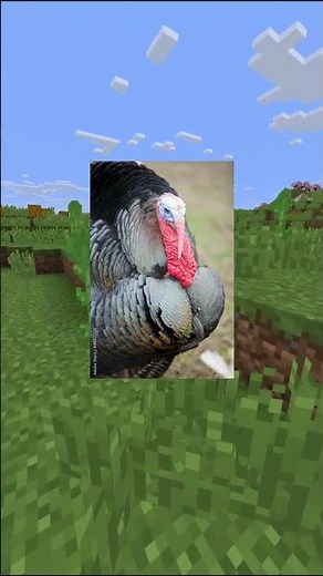 How to see your dogs HEALTHBAR in minecraft #wolf #dog #minecraft #lifehack