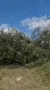 BUYAEN: Locust infestation idiay Southern Ukraine iti baet ti riribuk. | Bombo Radyo Laoag