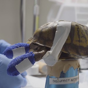 Emergency room for broken turtles. | 60 Second Docs