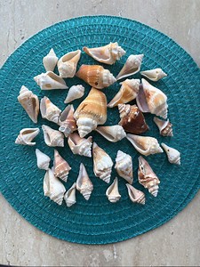 Set Florida Fighting Conch Broken Shells Natural Variety Size Color Bulk Craft Garden Decor - Etsy