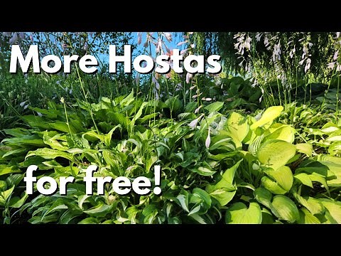 Ep 10 Mid-Summer Hosta division in the garden