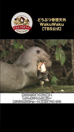 Incredible Mealtime Scenes of Giant Otters Living in the Amazon! [Animals Fantastical/WAKUWAKU]