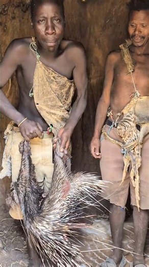 Why Tribals Hunt Porcupines