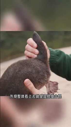 The Platypus Challenges Every Rule of Biological Taxonomy. #Platypus #AnimalScience #NatureIsWild