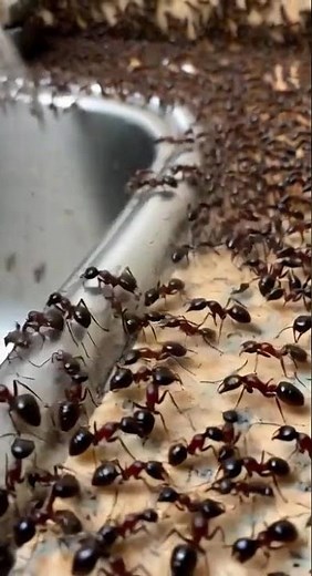 This Ant Problem is INSANE 🐜 #pestcontrol #kitchen