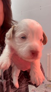 Little white/tan (brown based) Havapoo male. Two weeks old His eyes are just open 😊💕 #havapoosofinstagram #ltmkennels #ltmhavapoos #puppylovers #havapoos #puppylove | LTM Kennels
