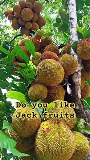 Amazing Jackfruit Tree Loaded with Fruits | Nature’s Abundance 🌿🍈