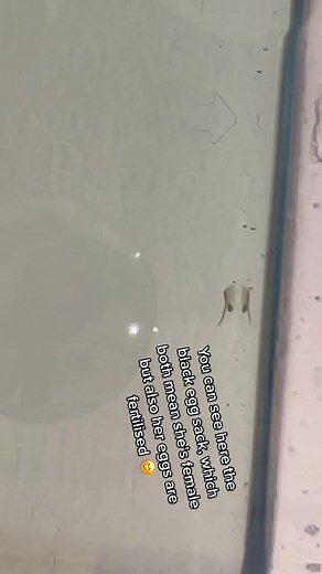 Thank you sooo much everyone for a million views!! #seamonkey #seamonkeys #seamonkeytiktok #instantpets #fyp #fypシ #foryou