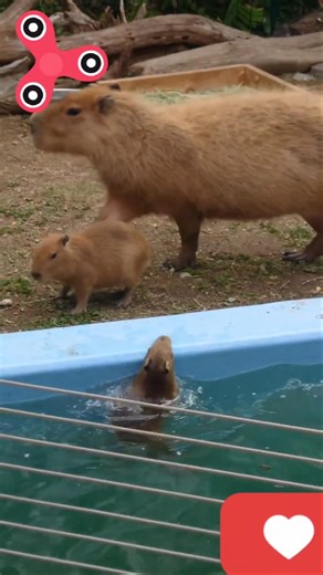 Little capybara trying get out of the pool 🩵 #capybara #capibara #pool #cute #love #viral