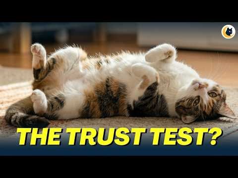 If Your Cat Sleeps Like THIS, Here’s What It Actually Means