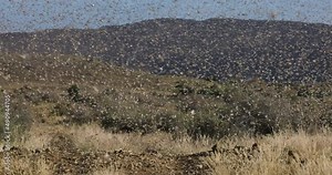 Millions of brown locust swarms decimating crops in Africa linked to Global warming, Climate change,Climate emergency
