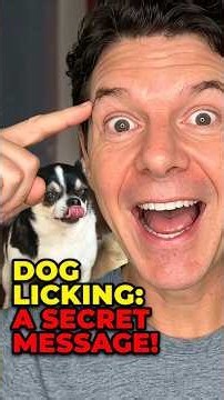 Why Do Dogs LICK? It's More Than Just Affection! #shorts