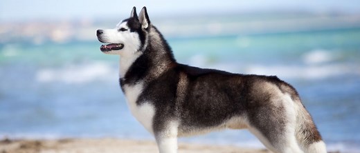 Siberian Husky - Steckbrief, Charakter, Wesen und Haltung