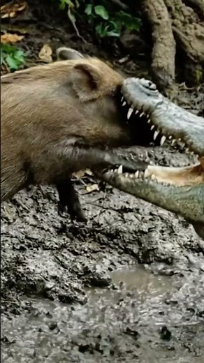 Crocodile’s Deadly Ambush – Real Hunt in the Wild Water