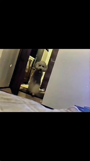 #creepypasta #dog #analoghorror #horror #analogterror | horror