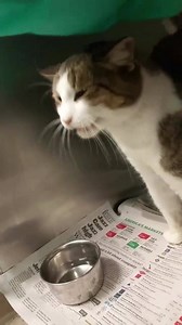 57 reactions · 49 shares | RESCUED BY PAWS CHICAGO ASLAN - ID #A158817 Female / approx. 1-2 yrs. Cage # 556 Stray (found at 6200 block of S. Champlain Ave.) In Date: 11/22 Out Date: 11/27 Aslan is a super friendly young lady who greeted me at her cage door with loud meow's for treats and affection. I really liked her! She is squeaky clean and appears well cared for. Can't believe someone isn't heartbroken over her loss. She will be snapped up soon! | CACC Cats | Facebook