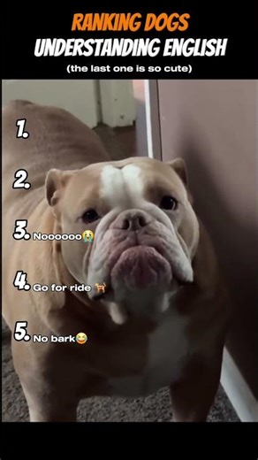 Ranking Smartest Dogs That Understand English 🐶🧠 | You Won’t Believe #1!