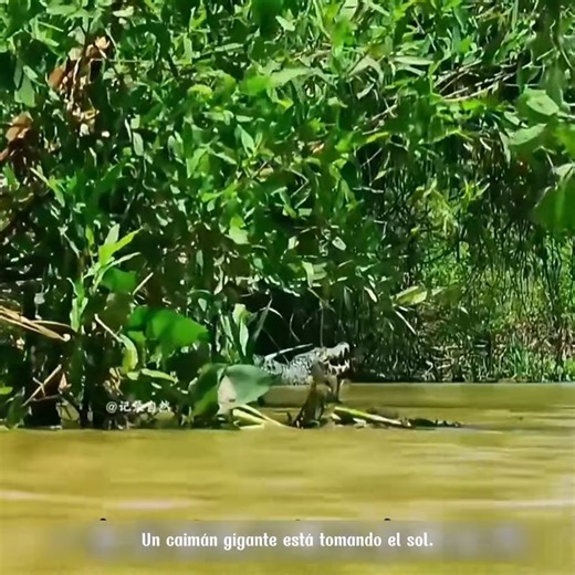 Reseña del mundo animal 22 | El mundo animal