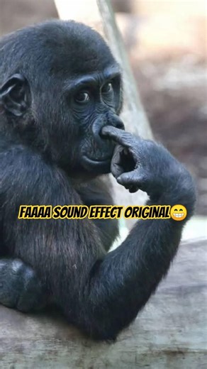 faaaa sound effect original #viral #funny