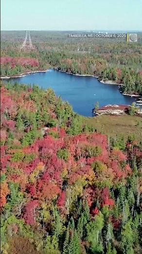 Soaring above the stunning fall colors of Nova Scotia! 🍁🍂 | #shorts #DroneFootage #FallInNovaScotia