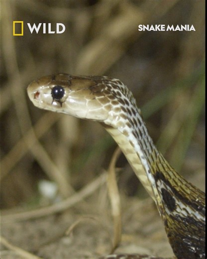As a heatwave surges across India snakes, like this king cobra, seek shelter from the heat. However, as cities continue to expand, snakes are often seeking shelter amongst buildings and city streets...and people. This king cobra has fallen into a pit of water, so this is no easy rescue for Simon, Sioux and the local snake catcher they're assisting. Watch Snake Mania on Wednesday's at 8pm, on National Geographic WILD UK. | National Geographic UK