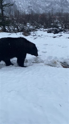 From moose to mountain goats: What Alaska animals can you spot on a Turnagain Arm Winter Tour? From moose to Dall sheep and bald eagles, scenic Turnagain Arm is a winter wildlife hotspot. Here are some iconic Alaska critters you may see on Greatland Adventures’ Turnagain Arm Winter Tour. Visiting Alaska during the winter months means gathering a whole new perspective on the dramatic landscapes and abundant wildlife of the Great Land. One of the best reasons to travel with Greatland Adventures is