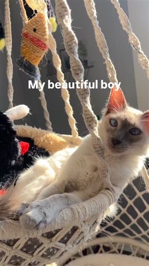 I absolutely cannot get enough of my Beautiful sweet Lucifer. #catmom #siamese #balinese #balinesebreeder | Siamese, Balinese & Cocker Spaniel Breeder.