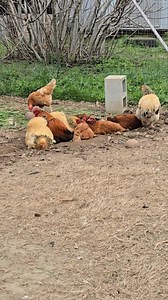 41 reactions · 33 comments | Our chickens are bathing, plus sounds of nature! Have a great day, everyone! | Inday Tonning Pagas Daguing | Facebook