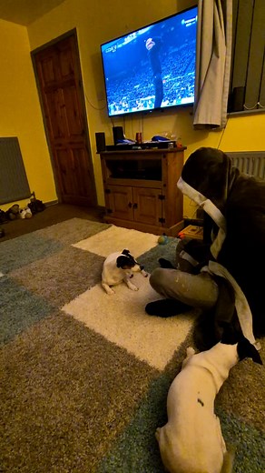 ✨ Daisy & Dobby play “Guess Which Hand The Treat Is In!” 🐶🎉 This playful duo tries to guess which hand holds the treat—who will get it right first? 👀🐾 | Daisyndobby Jackrussell