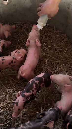 My cute pig #pig #pigfeed #farming #animals #farmlife #piggy #food