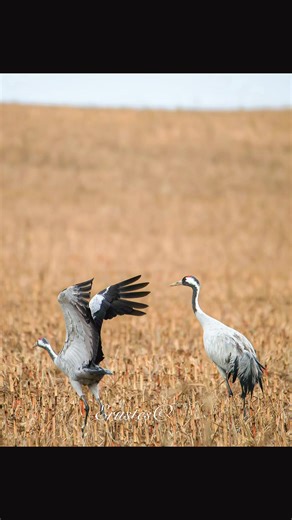 Dos grullas comunes (Grus grus) se reconocen entre rastrojos, elevando alas y miradas en un ritual antiguo que une para toda la vida. Un instante de armonía salvaje, tan breve como eterno #Grullas #GrusGrus #BaileDeGrullas #NaturalezaSalvaje #Aves