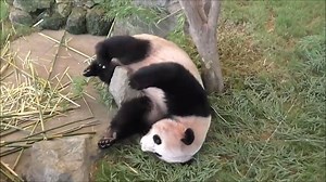 5.1M views · 39K shares | Why pandas are endangered. | IFLScience | Facebook