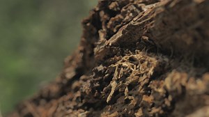 Wooden log at a forest - Free Stock Video