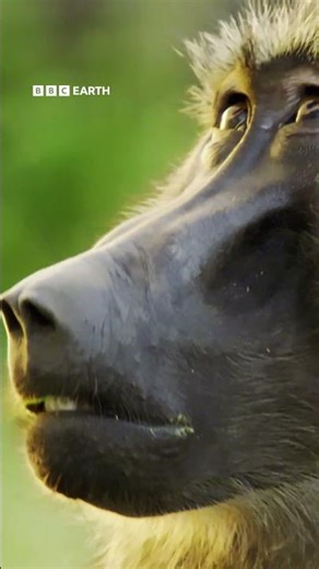 20 years of Planet Earth. The series that changed the way we see the world 🌎 💚 #DavidAttenborough