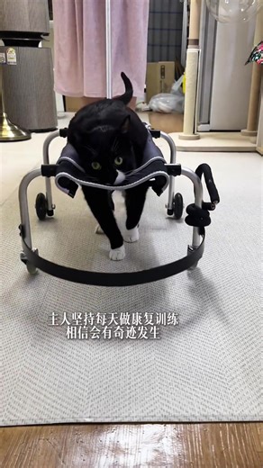 Chú mèo may mắn và tình yêu thương của cô chủ