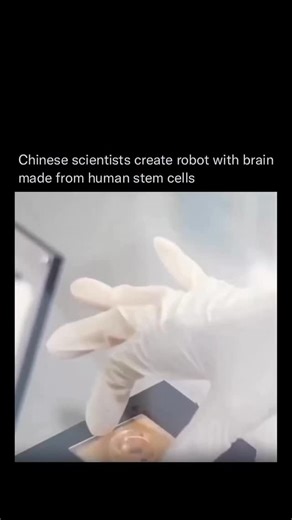 AI | Technology | Business on Instagram: "Chinese scientists have created a robot powered by a lab-grown artificial brain, capable of learning and performing a range of tasks. Developed by researchers at Tianjin University and the Southern University of Science and Technology, this breakthrough uses brain-on-chip technology—a fusion of a brain cell organoid, grown from human stem cells, and a neural interface chip. Together, they enable the robot to perform functions like avoiding obstacles and 