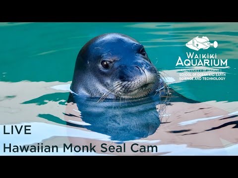 Hawaiian Monk Seal Habitat Mauka