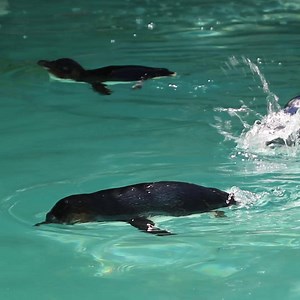 1.1K reactions · 133 shares | Come and visit our Little Penguins. | Perth Zoo | Facebook