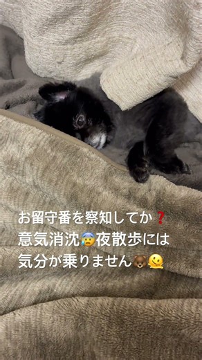 お留守番を察知して❓意気消沈#ポメラニアン #pomeranian #犬のいる生活 #愛犬 #可愛い #子犬 #トリミング #perros #癒し