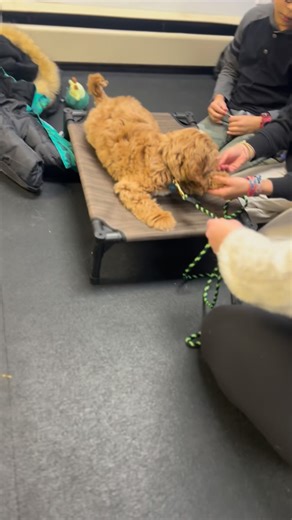 11 week old Saffy learning to lay down while being handled. Labradoodles require daily brushing and weekly nail clipping. They also require regular grooming visits and early training is important. #labradoodle #grooming #cooperativecaretraining #nailclipping #balancedtraining #dogtraining #balanceddogtraining | Top Dog Training Academy