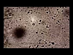 The Formation of Biofilm