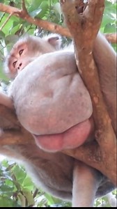 210K views · 1.1K reactions | This Monkey Looks Like a Cuddly Toy—But Its Walk Will Surprise and Delight You | Monkey history 2024 | Facebook