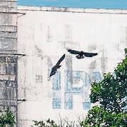 Nesting success at U.S. Steel Irvin plant: 2 juvenile bald eagles take playful flights