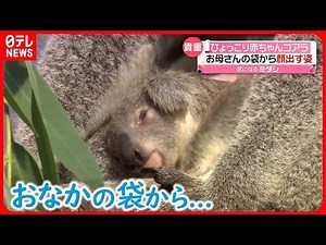 【赤ちゃんコアラ】お母さんの袋の中から“ひょっこり” 今だけの貴重な姿 鹿児島市